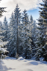 winter landscape with snow on trees