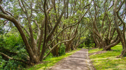 The path lined with trees in New Zealand.