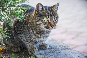 Cat. Beautiful, purebred cat in the open air