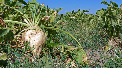 Sugar beet on agricultural field