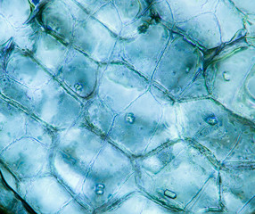 Plant tissue, plant cells under a microscope