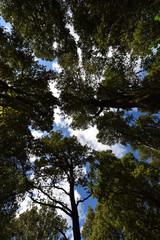 Bosco Selene - Ogliastra (Sardegna)