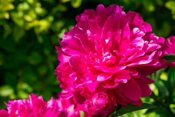 peony closeup