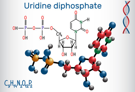 Uridine diphosphate (UDP) nucleotide molecule. Structural chemical formula and molecule model