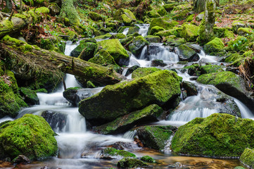 Windbergbächle bei St. Blasien
