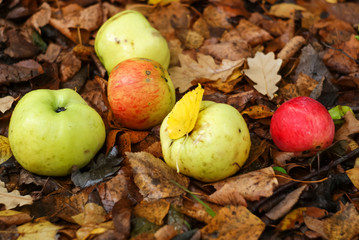 Naklejka na ściany i meble apples lie on the ground