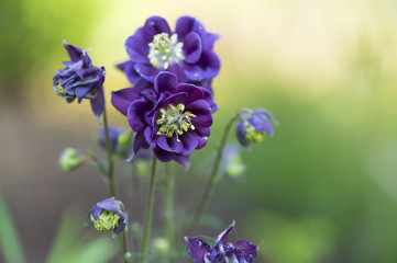 "Dark Columbine" flower (Aquilegia vulgaris) in sommer garden, selective focus, close up.