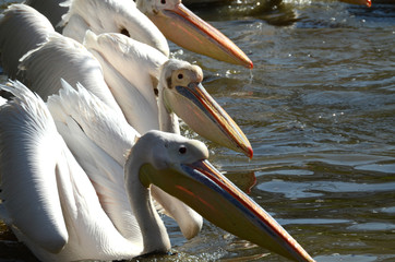 Pelikan auf dem Wasser