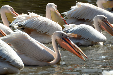 Pelikan auf dem Wasser