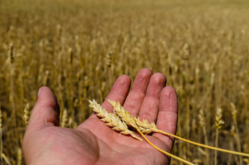 Ripe spikes of wheat in farmer hand