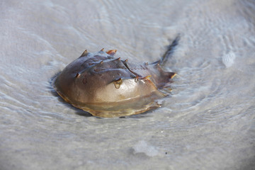 horseshoe crab
