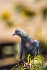 Rock pigeon perched