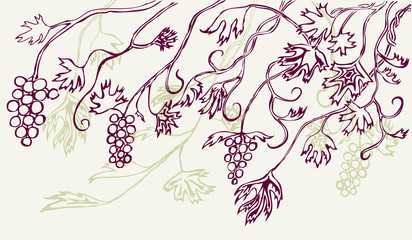 Branches of the ripe vine