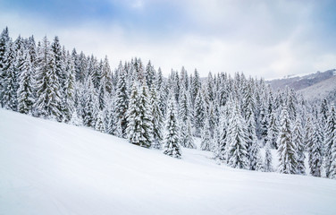 Fototapeta na wymiar Beautiful winter landscape with snow on the trees