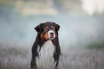 Australian shepherd in nature. The dog in the Heather