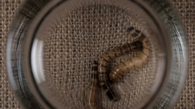 Flour castaneum,larvae,caught and covered with glass