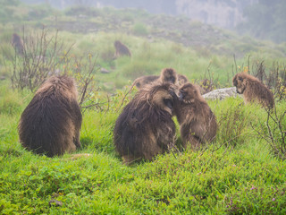 Gelada (Theropithecus gelada) monkeys in Semien Mountains, Ethiopia