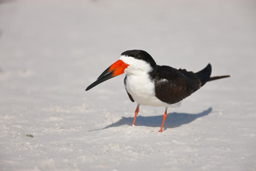 Black Skimmer