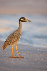 Yellow-crowned Night Heron