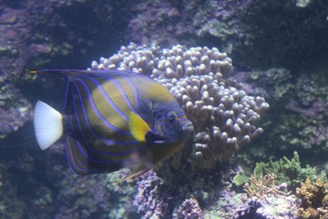 Poisson noir avec rayures bleues