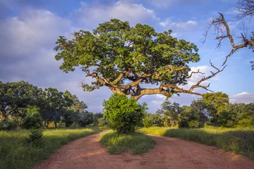 Fototapete Rund Savannah landscape in Kruger National park, South Africa © PACO COMO