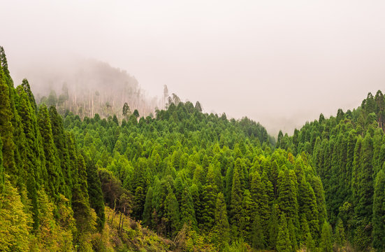 Forest in Nature Reserve of Pico da Vara on Sao Miguel island, Azores