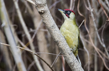 Picchio verde