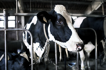 domestic cow on the farm