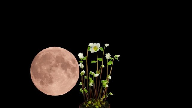 Moon rising behind the growing white Helleborus Niger (Christmas rose) flower 1x1 in PNG+ format with ALPHA transparency channel isolated on black background