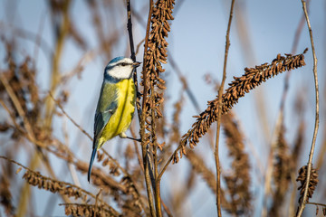 Blue tit sitting on a branch and eating seeds