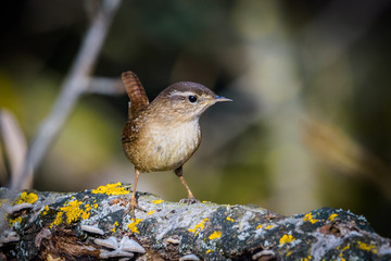 Eurasian wren sitting on a branch