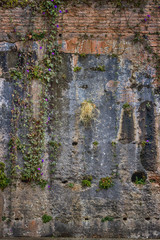 Vintage brick old wall colorful texture background with plants and flowers