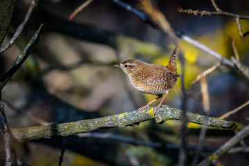 Eurasian wren sitting on a branch
