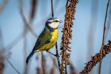 Blue tit sitting on a branch