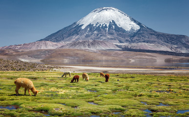Alpaca's (Vicugna pacos) grazing on the shore of Lake Chungara at the base of Parinacota Volcano, in the northern Chile. - obrazy, fototapety, plakaty