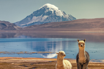 Fototapeta premium Wypas alpaki (Vicugna pacos) na brzegu jeziora Chungara u podstawy wulkanu Sajama, w północnym Chile.