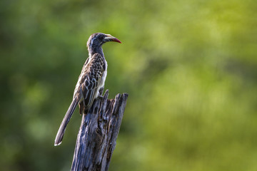 African Grey Hornbill in Kruger National park, South Africa