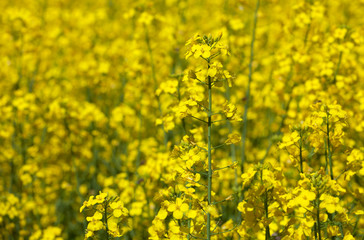 Beautiful flowering rapeseed field  on a clear spring day.
