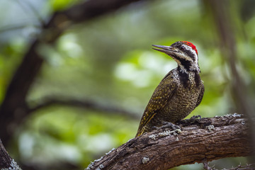 Bearded Woodpecker in Kruger National park, South Africa