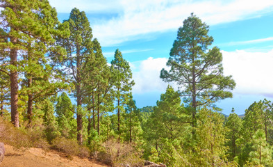 Fototapeta na wymiar Pine tree forest in the highland