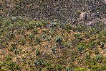 Fototapeta na wymiar Wild cactus desert landscape