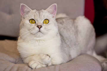 Cute cat put a paw on the paw