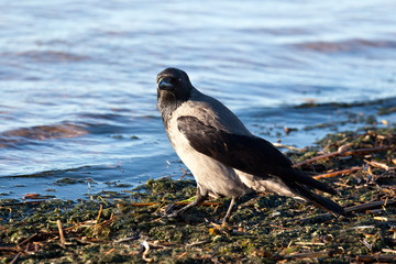 Hooded crow on the beach