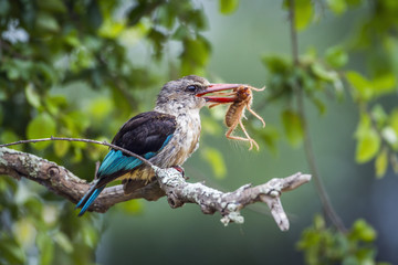 Brown hooded Kingfisher in Kruger National park, South Africa