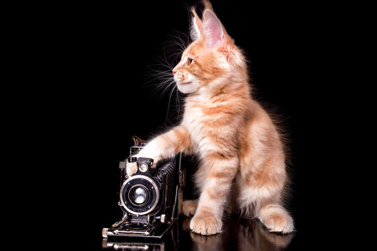 A nice maine coon kitten using an old camera on the black background. Isolated.