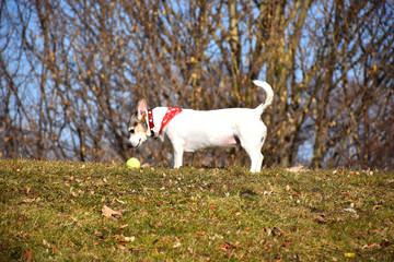 Fototapeta premium Jack Russel Terier Hund