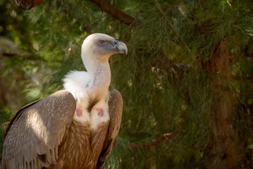 Vulture