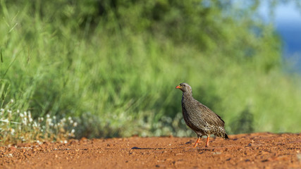 Natal francolin in Kruger National park, South Africa