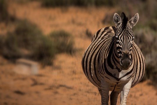 Fototapeta Zebra standing on a dusty land