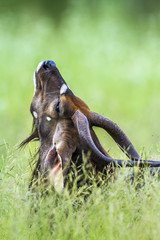 Nyala in Kruger National park, South Africa
